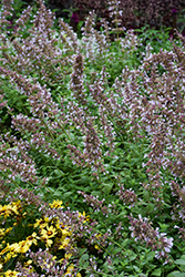 Whispurr Pink Catmint (Nepeta x faassenii 'Balpurrink') at Canadale Nurseries