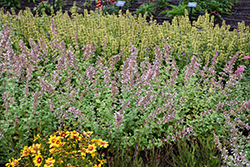 Whispurr Pink Catmint (Nepeta x faassenii 'Balpurrink') at Canadale Nurseries