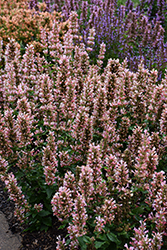 Pink Pearl Hyssop (Agastache 'Pink Pearl') at Canadale Nurseries