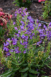 Rock Candy Blue Beard Tongue (Penstemon 'Novapenblu') at Canadale Nurseries