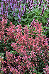 Kudos Coral Hyssop (Agastache 'Kudos Coral') at Canadale Nurseries
