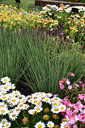 Blue Arrows Rush (Juncus inflexus 'Blue Arrows') at Canadale Nurseries