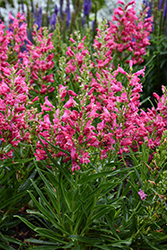 Rock Candy Ruby Beard Tongue (Penstemon 'Novapenrub') at Canadale Nurseries