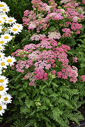 Milly Rock Rose Yarrow (Achillea millefolium 'FLORACHRO1') at Canadale Nurseries