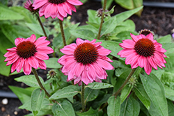 Sombrero Fuchsia Fandango Coneflower (Echinacea 'Balsomfand') at Canadale Nurseries