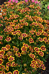 UpTick Red Tickseed (Coreopsis 'Baluptred') at Canadale Nurseries