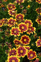 UpTick Red Tickseed (Coreopsis 'Baluptred') at Canadale Nurseries