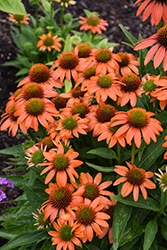 Artisan Soft Orange Coneflower (Echinacea 'PA1308374') at Canadale Nurseries
