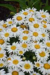 Madonna Shasta Daisy (Leucanthemum x superbum 'Madonna') at Canadale Nurseries