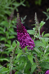 Chrysalis Cranberry Butterfly Bush (Buddleia 'Balchryran') at Canadale Nurseries
