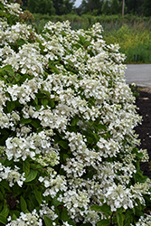 Fire And Ice Hydrangea (Hydrangea paniculata 'Wim's Red') at Canadale Nurseries