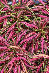 Spitfire Coleus (Solenostemon scutellarioides 'Spitfire') at Canadale Nurseries