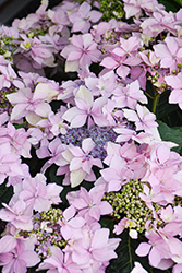 Tuff Stuff Ah-Ha Hydrangea (Hydrangea serrata 'SMNHSDD') at Canadale Nurseries