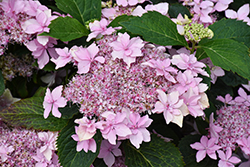 Tuff Stuff Ah-Ha Hydrangea (Hydrangea serrata 'SMNHSDD') at Canadale Nurseries