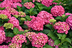 Summer Crush Hydrangea (Hydrangea macrophylla 'Bailmacfive') at Canadale Nurseries