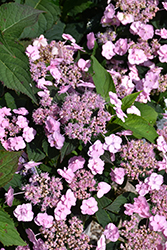 Tiny Tuff Stuff Hydrangea (Hydrangea serrata 'MAKD') at Canadale Nurseries