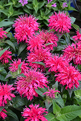 Balmy Rose Beebalm (Monarda didyma 'Balbalmose') at Canadale Nurseries