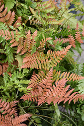 Brilliance Autumn Fern (Dryopteris erythrosora 'Brilliance') at Canadale Nurseries