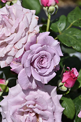 Neptune Rose (Rosa 'WEKhilpurnil') at Canadale Nurseries
