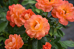 Livin' Easy Rose (Rosa 'HARwelcome') at Canadale Nurseries