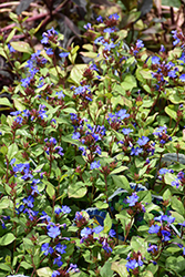 Plumbago (Ceratostigma plumbaginoides) at Canadale Nurseries
