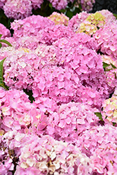 Let's Dance Sky View Hydrangea (Hydrangea 'SMNHSME') at Canadale Nurseries