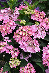 Let's Dance Can Do! Hydrangea (Hydrangea 'SMNHSI') at Canadale Nurseries