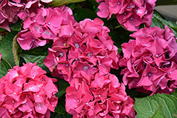 Wee Bit Giddy Hydrangea (Hydrangea macrophylla 'SMNHML') at Canadale Nurseries