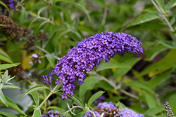 Monarch Blue Knight Butterfly Bush (Buddleia 'Blue Knight') at Canadale Nurseries