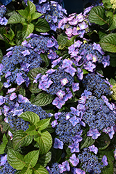 Pop Star Hydrangea (Hydrangea macrophylla 'BAILMACSIX') at Canadale Nurseries