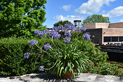 African Lily (Agapanthus africanus) at Canadale Nurseries