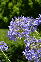 African Lily (Agapanthus africanus) at Canadale Nurseries