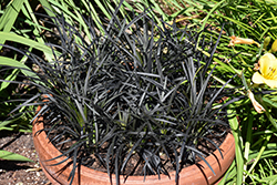 Black Mondo Grass (Ophiopogon planiscapus 'Nigrescens') at Canadale Nurseries