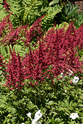 Red Sentinel Astilbe (Astilbe x arendsii 'Red Sentinel') at Canadale Nurseries