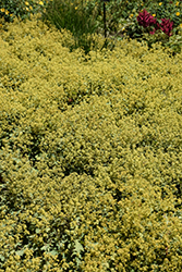 Lady's Mantle (Alchemilla mollis) at Canadale Nurseries