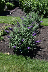 Monarch Blue Knight Butterfly Bush (Buddleia 'Blue Knight') at Canadale Nurseries