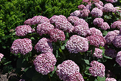 Incrediball Blush Smooth Hydrangea (Hydrangea arborescens 'NCHA4') at Canadale Nurseries
