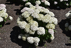 Invincibelle Wee White Hydrangea (Hydrangea arborescens 'NCHA5') at Canadale Nurseries