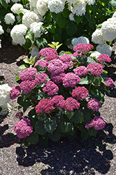 Invincibelle Mini Mauvette Hydrangea (Hydrangea arborescens 'NCHA7') at Canadale Nurseries