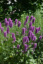 Hummelo Betony (Stachys monieri 'Hummelo') at Canadale Nurseries