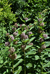 Common Milkweed (Asclepias syriaca) at Canadale Nurseries