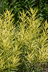 Butterscotch Blue Star (Amsonia hubrichtii 'Butterscotch') at Canadale Nurseries