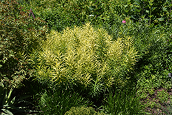 Butterscotch Blue Star (Amsonia hubrichtii 'Butterscotch') at Canadale Nurseries