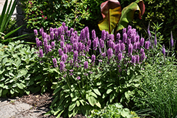 Hummelo Betony (Stachys monieri 'Hummelo') at Canadale Nurseries