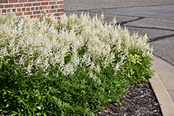 Visions in White Chinese Astilbe (Astilbe chinensis 'Visions in White') at Canadale Nurseries