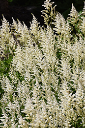 Visions in White Chinese Astilbe (Astilbe chinensis 'Visions in White') at Canadale Nurseries