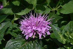 BeeMine Lavender Beebalm (Monarda didyma 'Balbeemav') at Canadale Nurseries