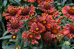 SpinTop Mariachi Red Sky Blanket Flower (Gaillardia aristata 'SpinTop Mariachi Red Sky') at Canadale Nurseries