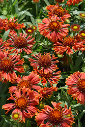 SpinTop Mariachi Red Sky Blanket Flower (Gaillardia aristata 'SpinTop Mariachi Red Sky') at Canadale Nurseries