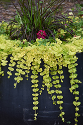 Golden Creeping Jenny (Lysimachia nummularia 'Aurea') at Canadale Nurseries
